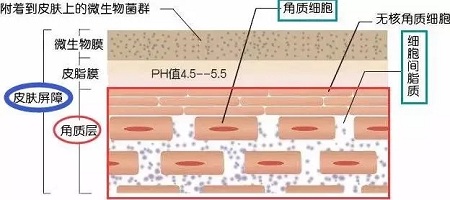 據(jù)說(shuō)62%的人不知道，原來(lái)自己是敏感肌