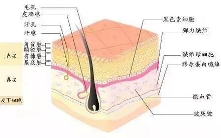 玻尿酸