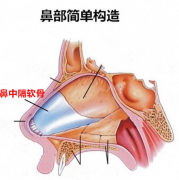 隆鼻術醫(yī)院哪些專業(yè)靠譜，鼻中隔軟骨隆鼻價格是多少